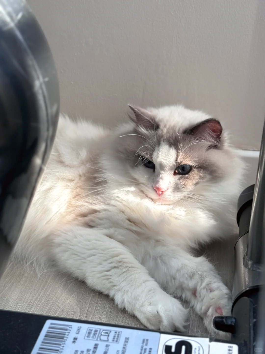 猜猜是公猫还是母猫～