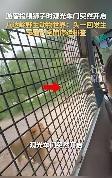 5月21日，北京一野生动物世界猛兽投喂区出大事了！游客坐观光车投喂狮子时，车门毫