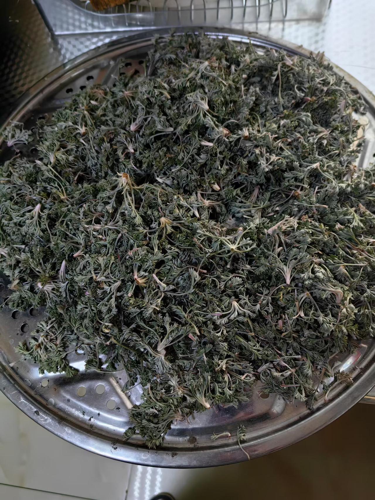 新鲜采摘的茶叶，散发着自然的清香，快来一起感受大自然的馈赠吧！🌿🍃