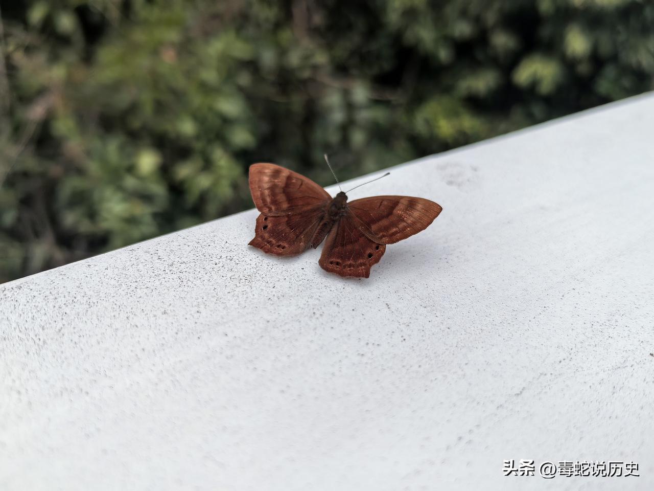 蝴蝶是春天的眼睛，在绿意盎然里眨呀眨的，把整个季节都看温柔了。看，蝴蝶一只只停在