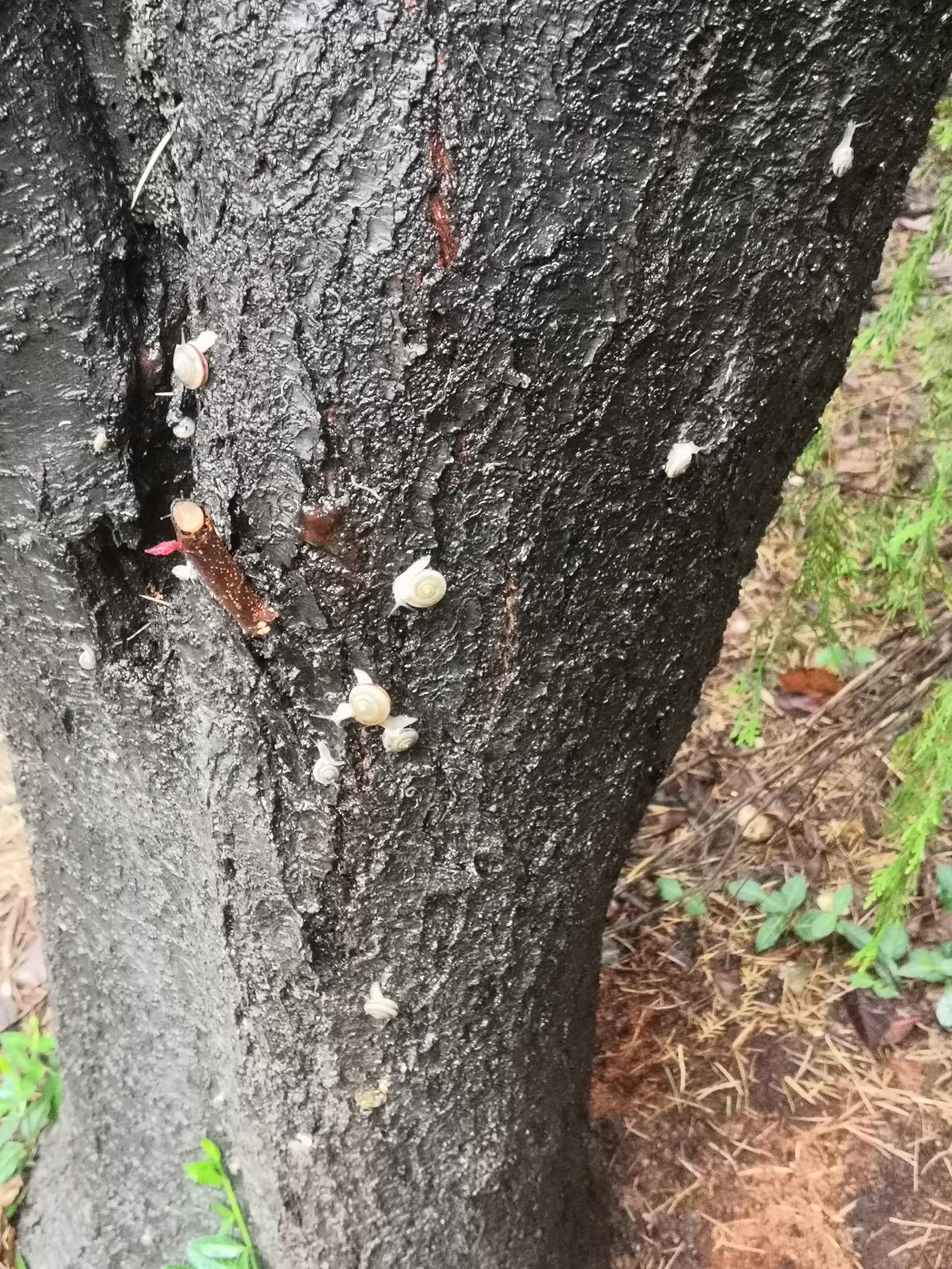 下了一夜的雨，紫叶李树爬满了一个一个的蜗牛。潮湿的树干成为蜗牛栖息的新地方。