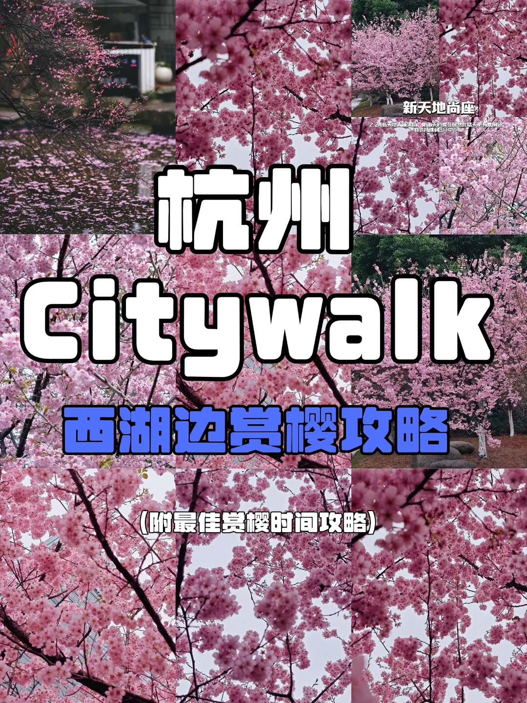 杭州西湖边赏樱Citywalk｜不敢想象3月有多美