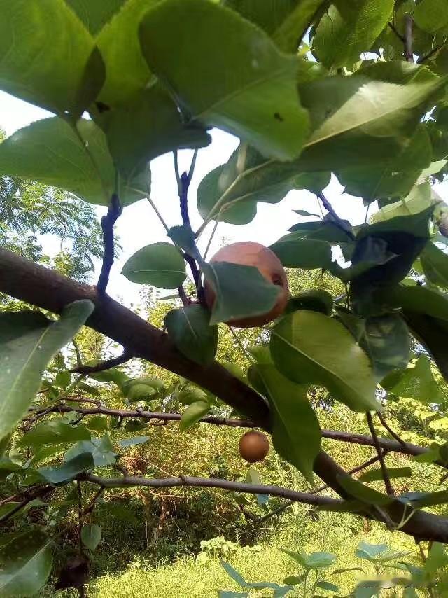 真的是太神奇了，在医院都没治好的“蛇泡疮”（疱疹），让民间一位高人给“化”没了。