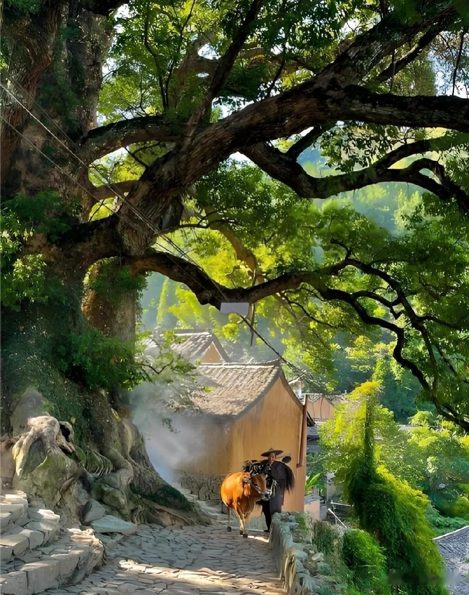 最为经典的杨家堂莫过于古树牵牛的照片了，但却没拍到，也发几张，证明去过了。
杨家