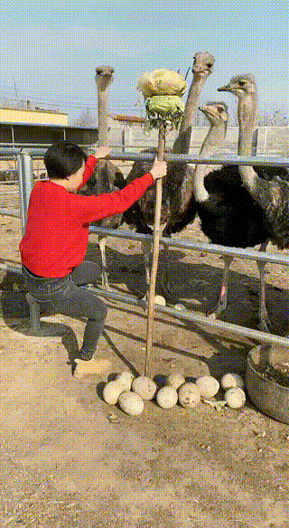 又一招，声东击西