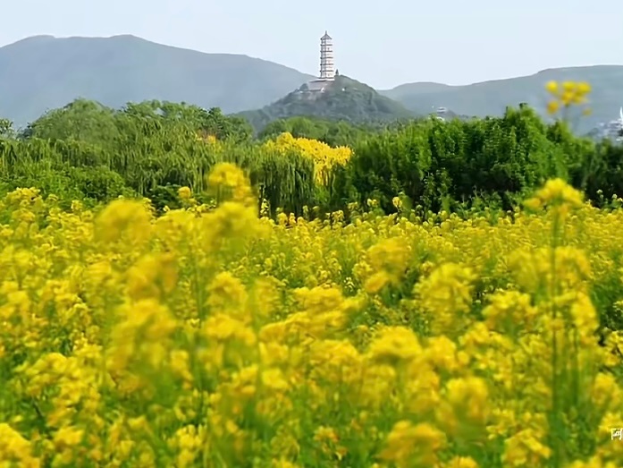 用郝熠然的歌声打开京城油菜花海春风漫过山河，草木悄悄新生，所有美好都在春日里破土