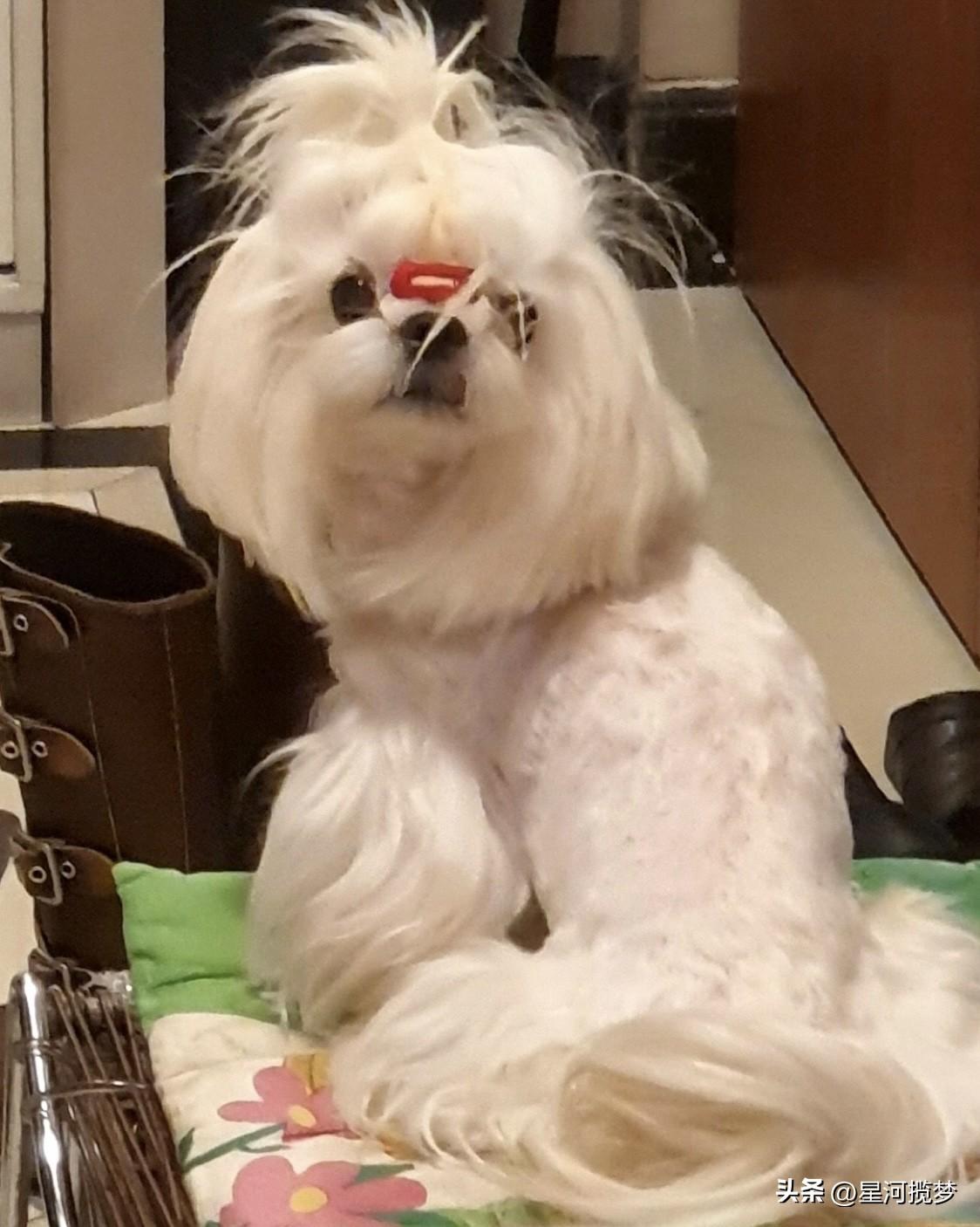 我家那只小泰迪，那可爱劲儿简直要溢出屏幕。它一身卷卷的棕色毛发，就像个毛茸茸的玩