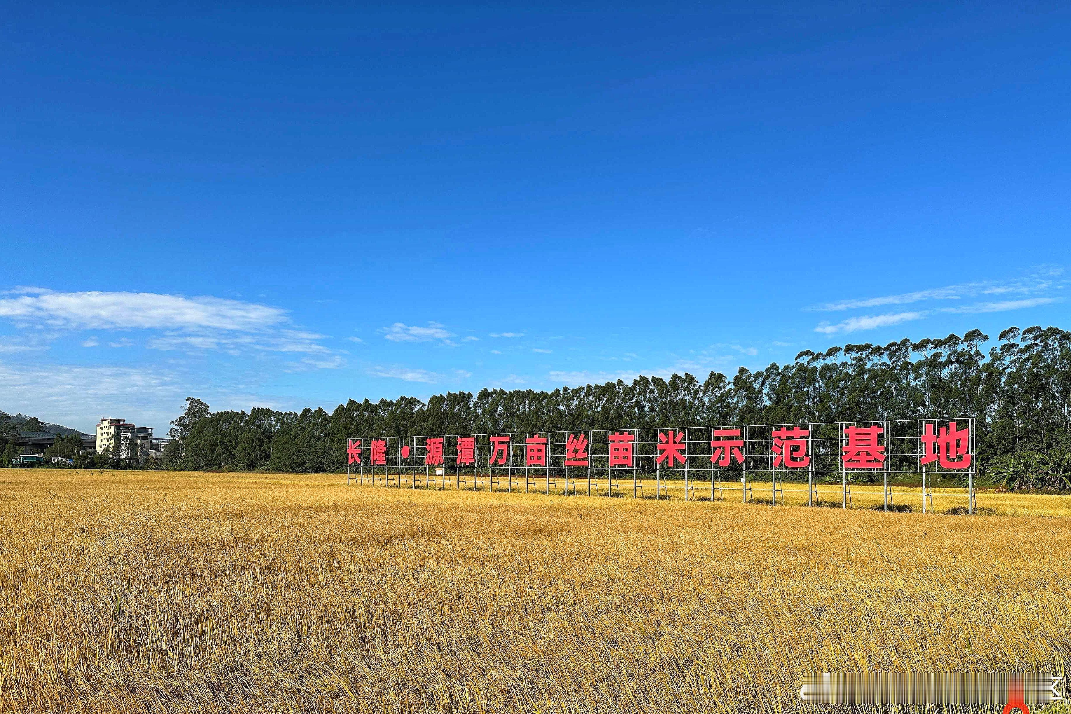 丝苗米，晶莹透明，芬香可口，素有“米中碧玉”之美誉，是广东极具优势和特色的优质稻
