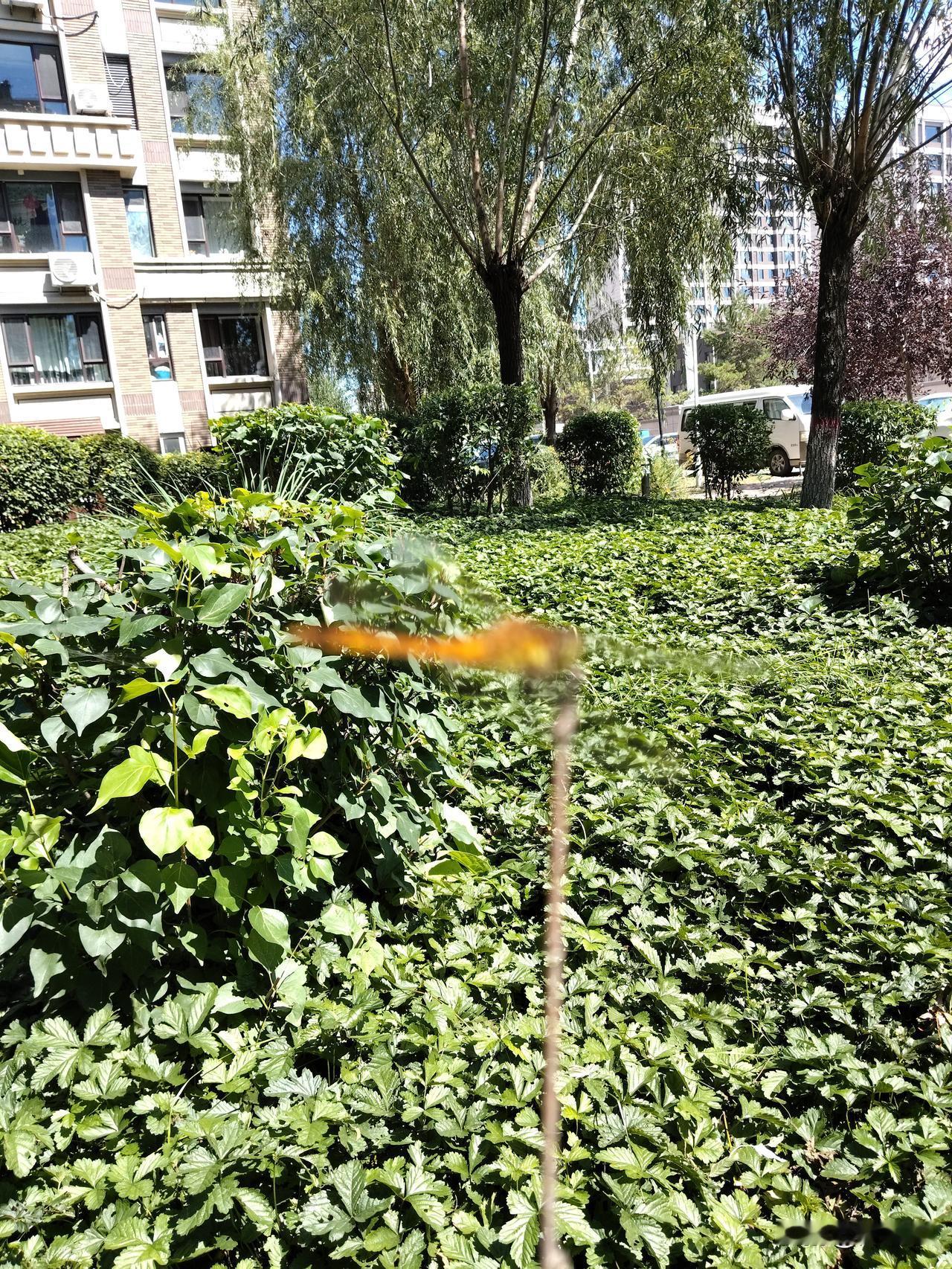 蜻蜓舞
忙碌非凡舞东西，
堪称灭蚊战斗机。
两对翅膀飞天下，
请续句……
（神奇