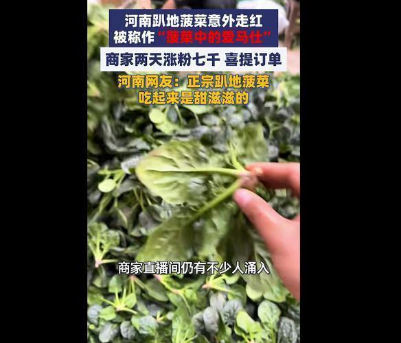 河南菠菜走红了！ 

近日，某平台用户发布的一条视频让河南菠菜意外走红，有网友指