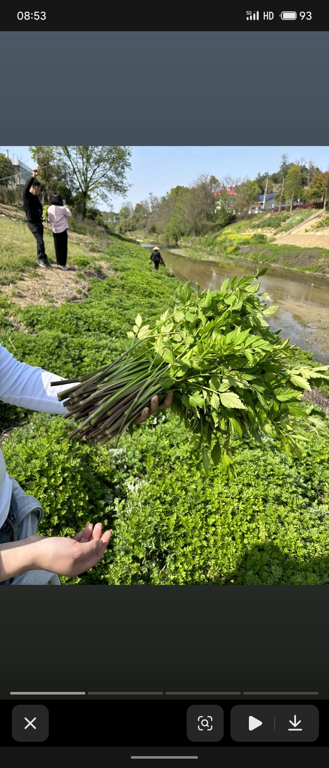 晒出你的本地生活仲春时节，孝感郊野的山林、水凼沟边，常能见到挖野韭菜和野芹菜的中