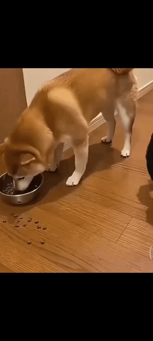 狗子都要被吓出沫子来了
