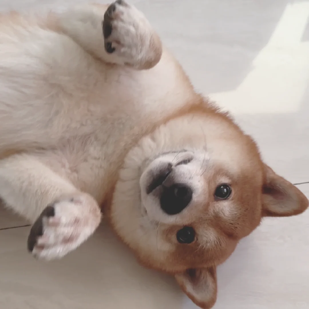 ee 看我