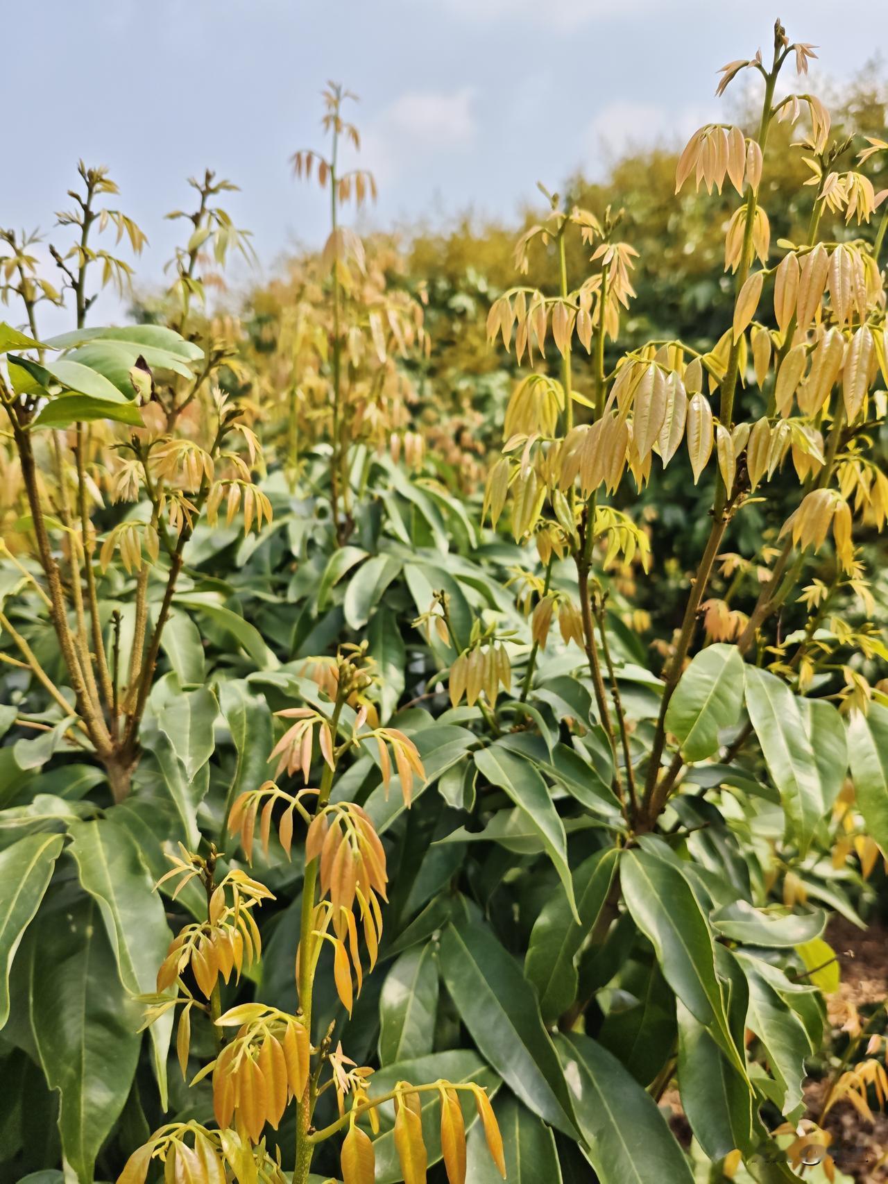 荔枝红叶现花，关键护理抢收希望

当下荔枝进入红叶生花关键阶段，若因枝条变红就放
