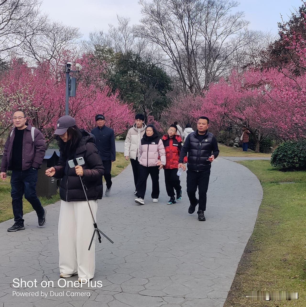 晒图笔记大赛瘦西湖湖上梅林进入开花盛期，春天的瘦西湖美丽妖娆，吸引广大市民和外地