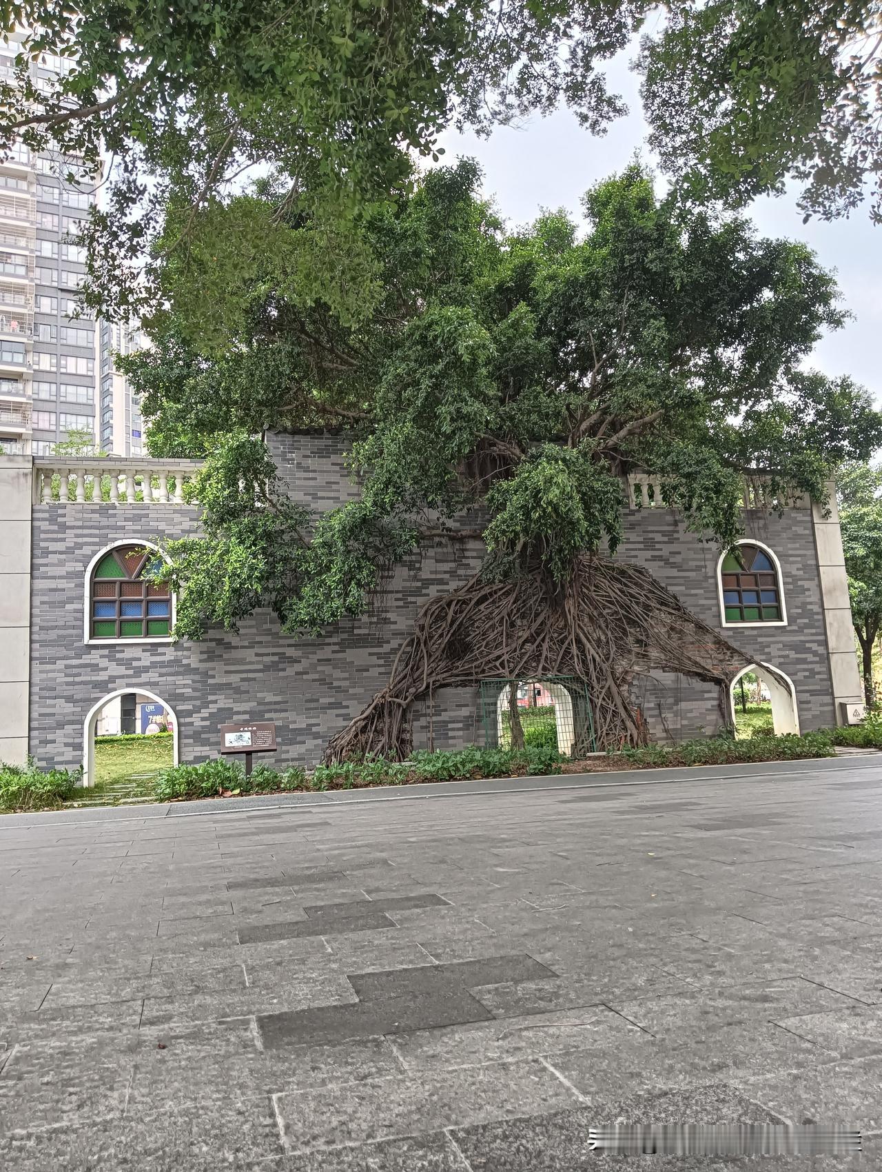 江门城市摄影｜下沙公园中×两大棵墙生榕树
（注意事项：盗用必究）
抬头拍树 一点