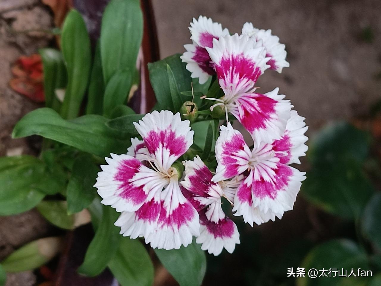 分享你随手拍的花