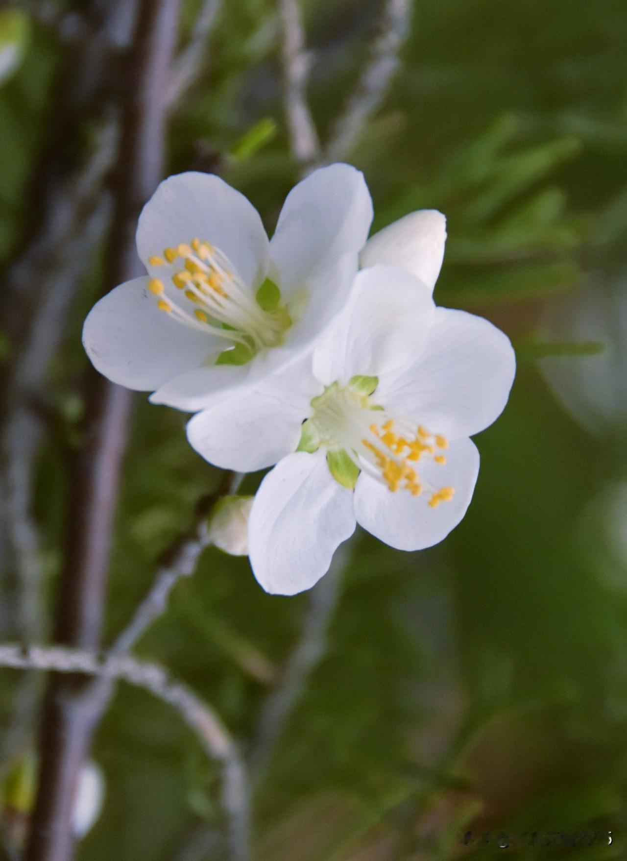 去年今日此门中，人面桃花相映红。说到桃花都会联想到粉红色，浅绿色的桃花并不常见。