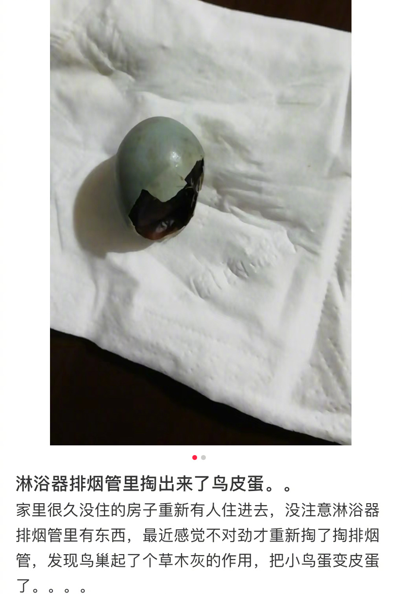 排烟管里发现了野生皮蛋 