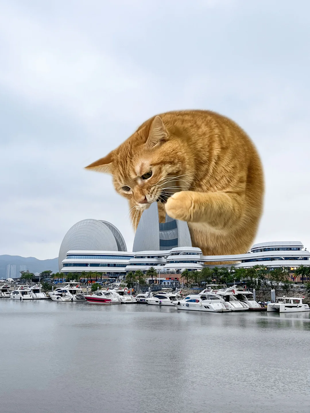 来珠海，必须吃扇贝！