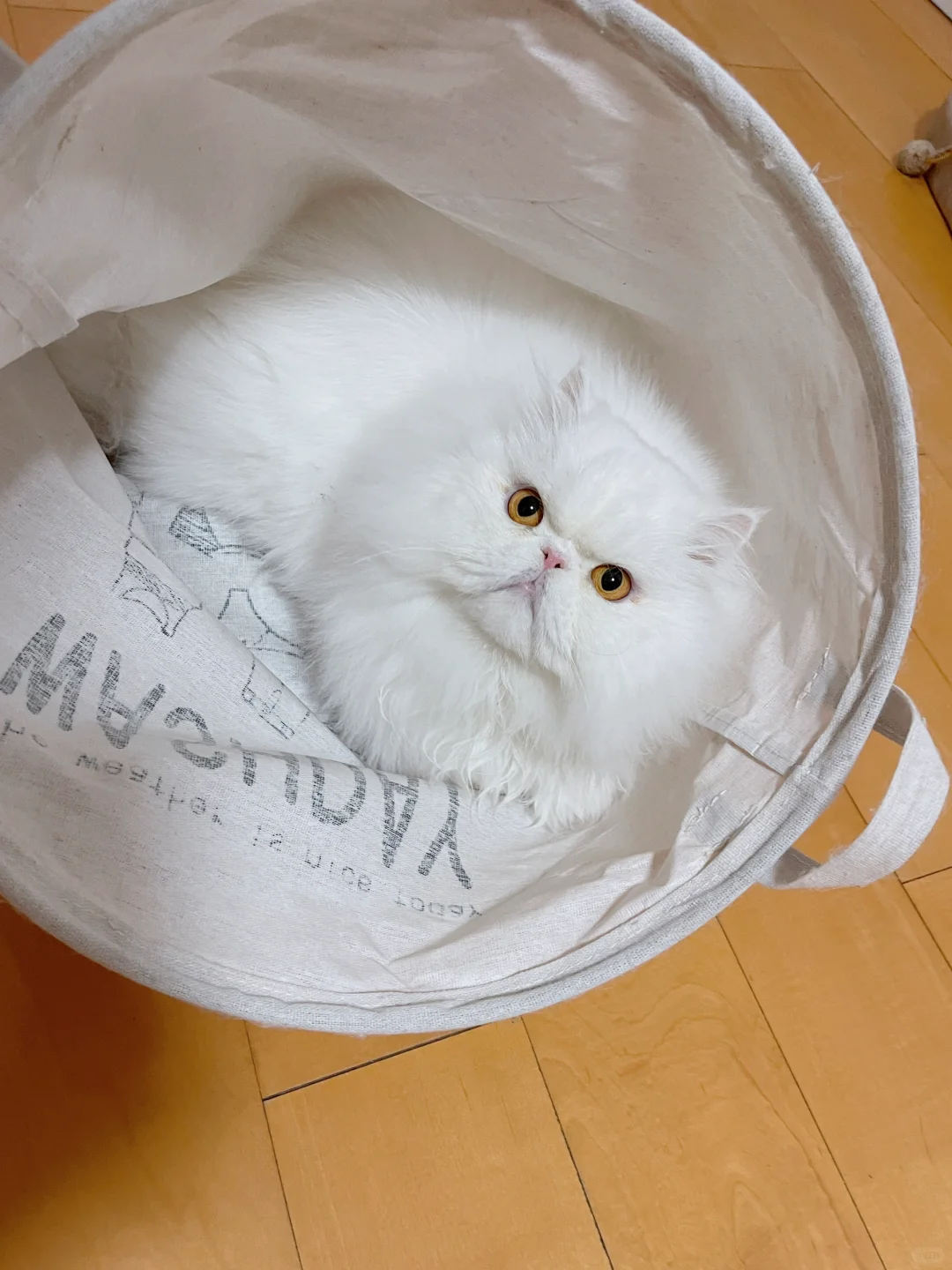 就喜欢不正经的窝，看见就钻😂🐈‍