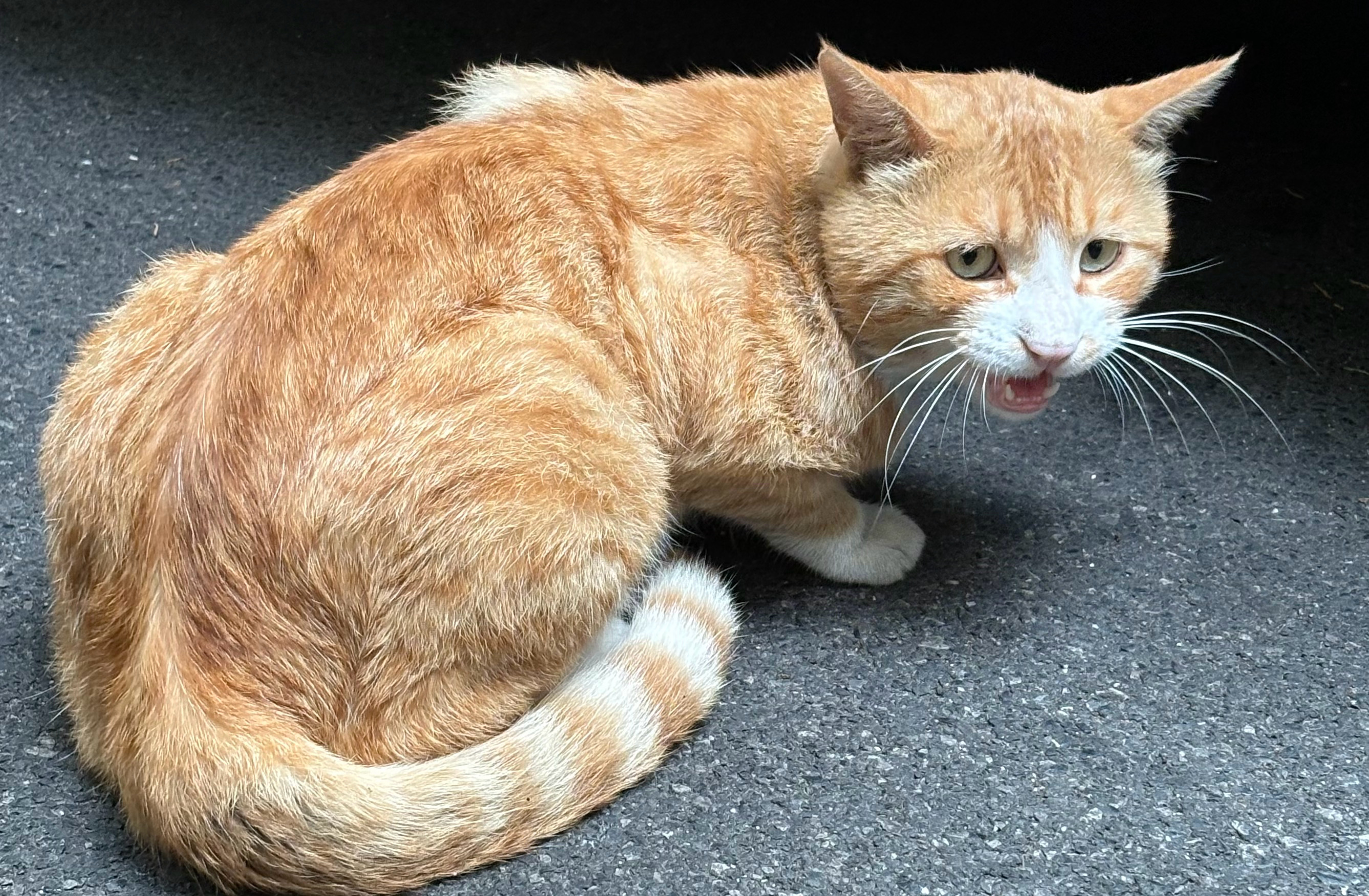 这猫是不是烟抽多了 这大烟嗓笑晕我了 