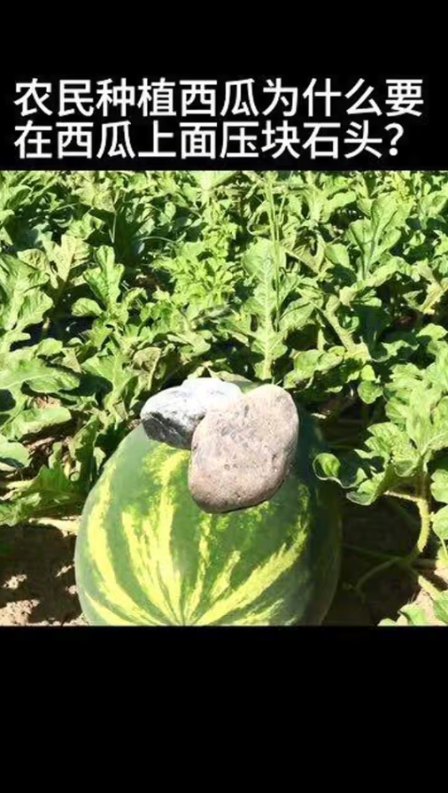 西瓜上放石头，有谁知道为啥吗？ ​​​