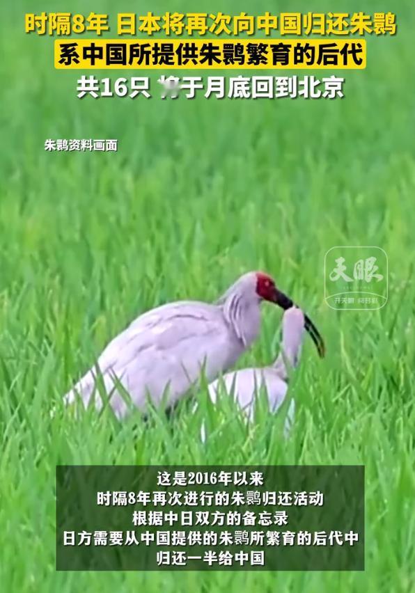 “偷了那么多文物啥时候归还？”24日，日本将16只朱鹮归还中国，原来这些“日本娃