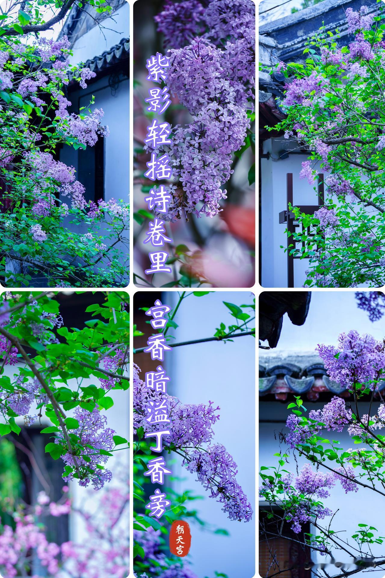 有一种浪漫是《雨巷》里丁香一样的姑娘

我曾在雨巷的诗行里
想象过一朵丁香的模样