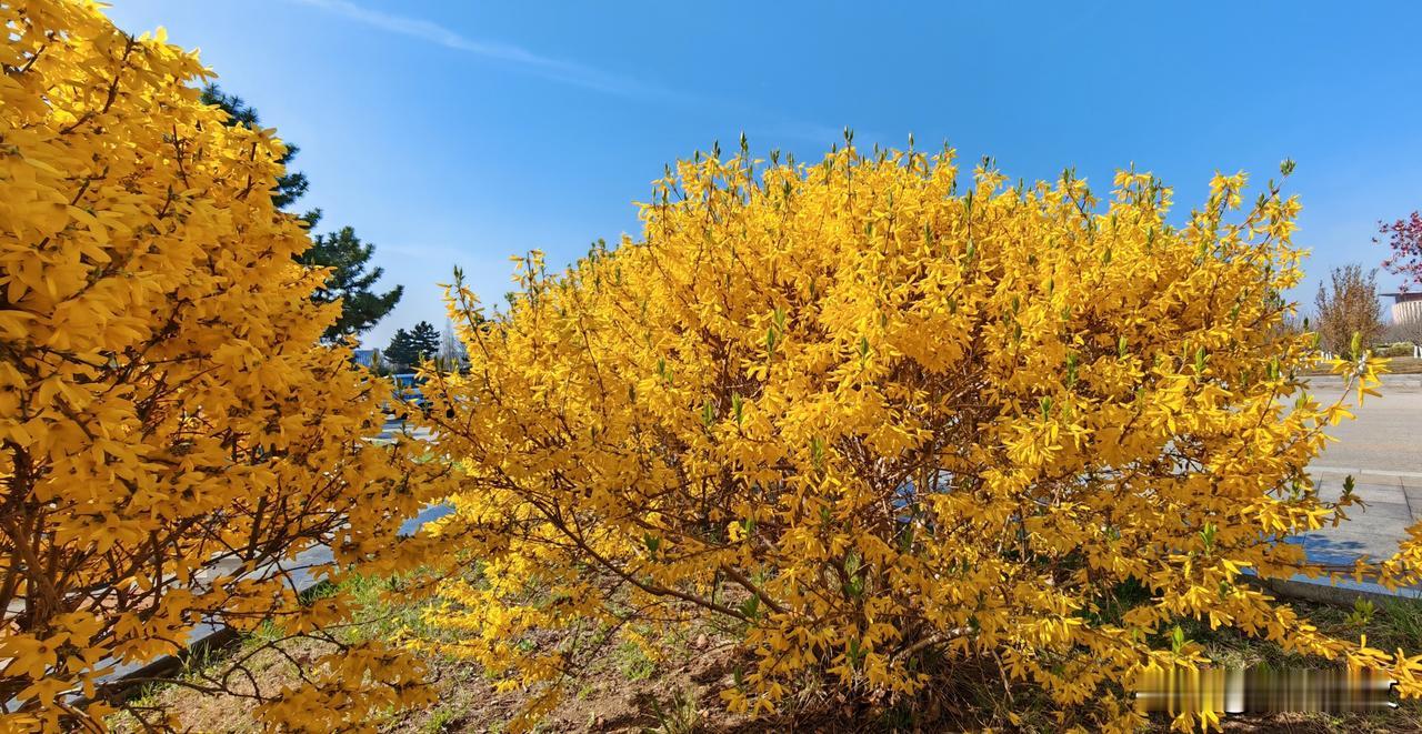 晒图笔记大赛形似金山的连翘花