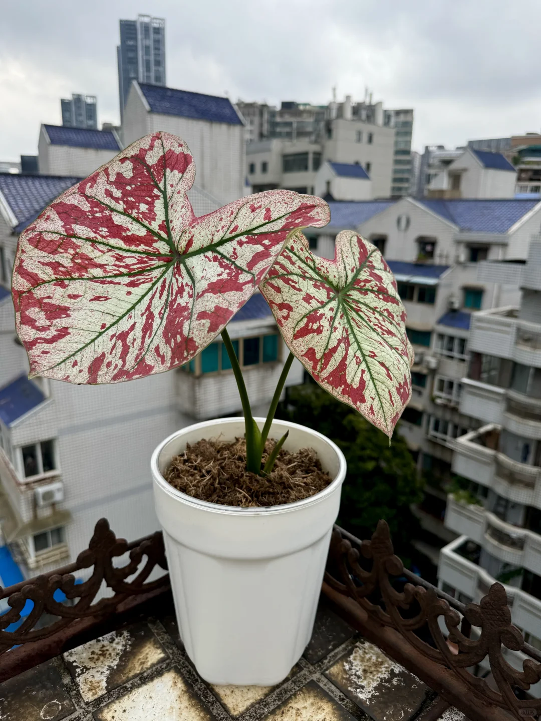 猩红玛丽｜2号
