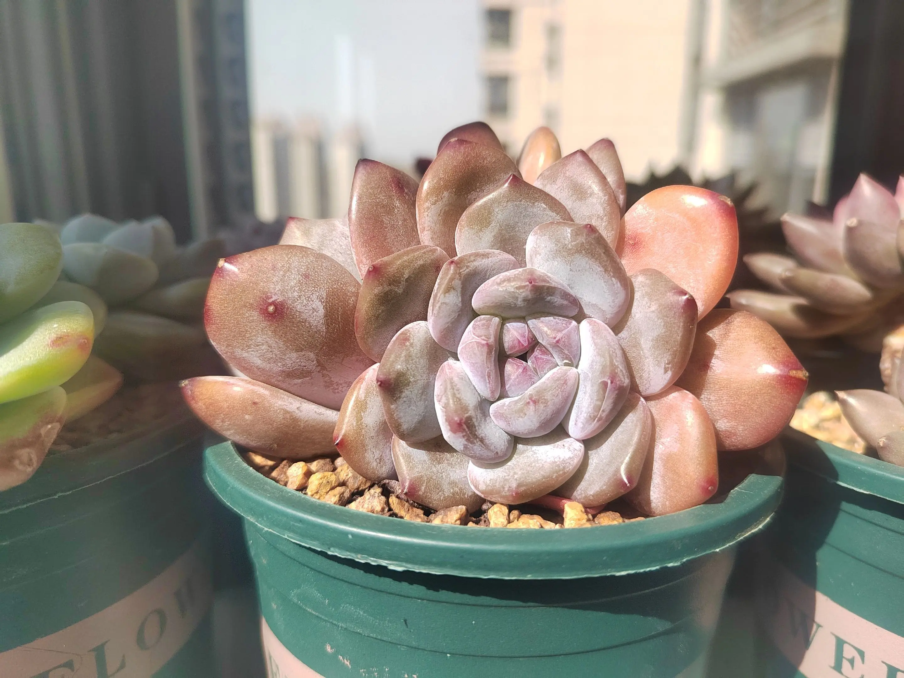 看看你的心头肉