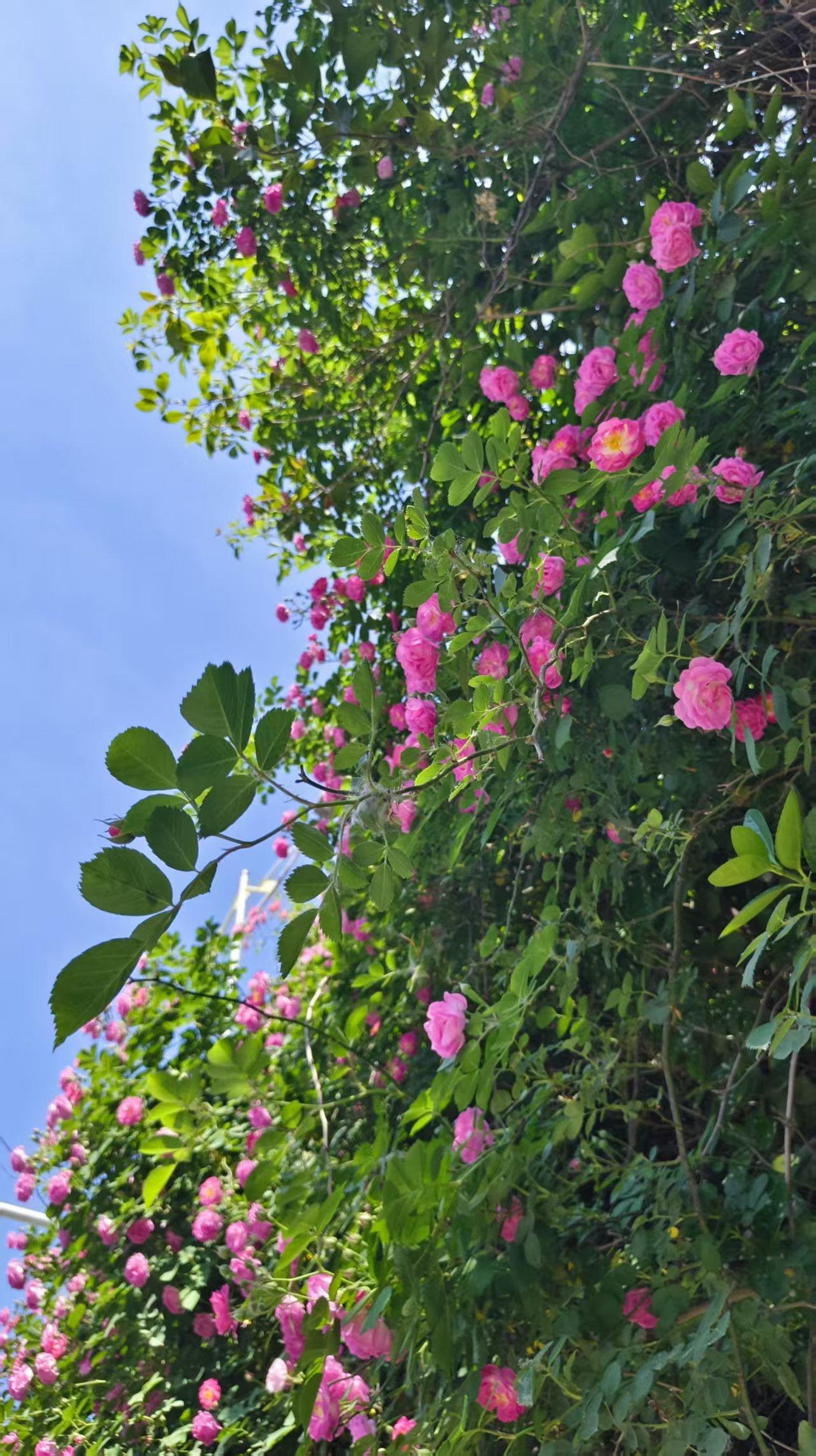 山东省潍坊市植物园粉色蔷薇花墙