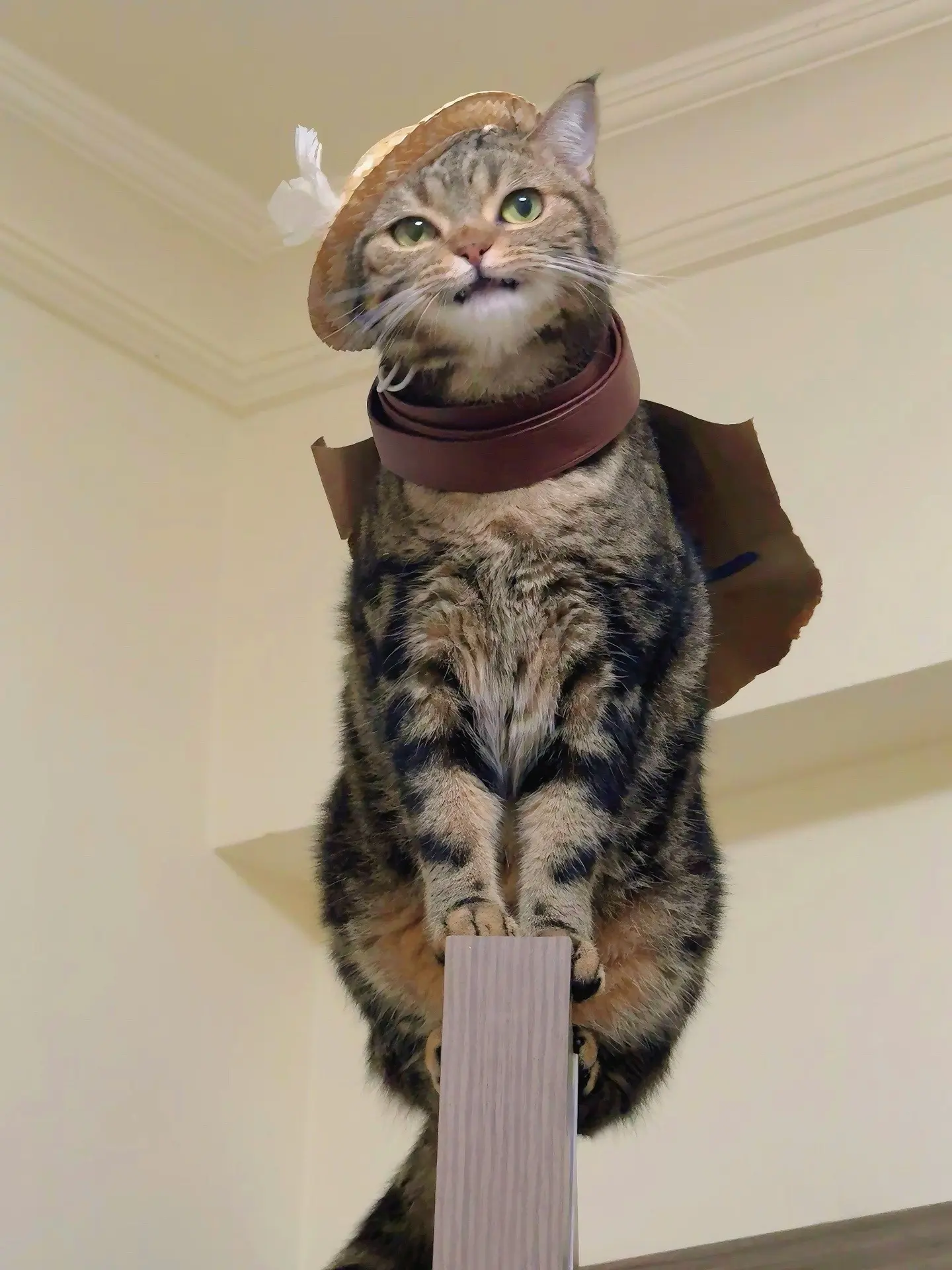 这真的很像穿靴子的猫！！！我好喜欢啊！