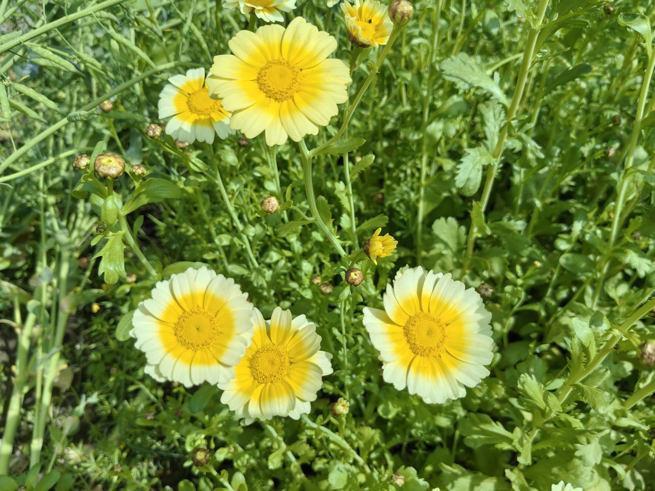 昨天，和老公陪公公婆婆上坟，先去了公公家祖坟，再去了婆婆娘家祖坟。

婆婆娘家祖