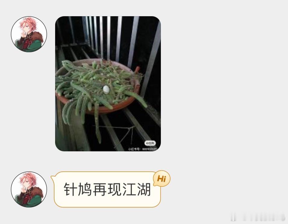 ？？？珠颈斑鸠是真敢下 ​​​