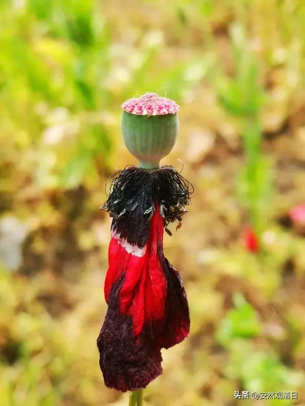 现在的小孩哥真是太牛了！近日，四川自贡两名小学生放学时发现一株“可疑”的花，和学