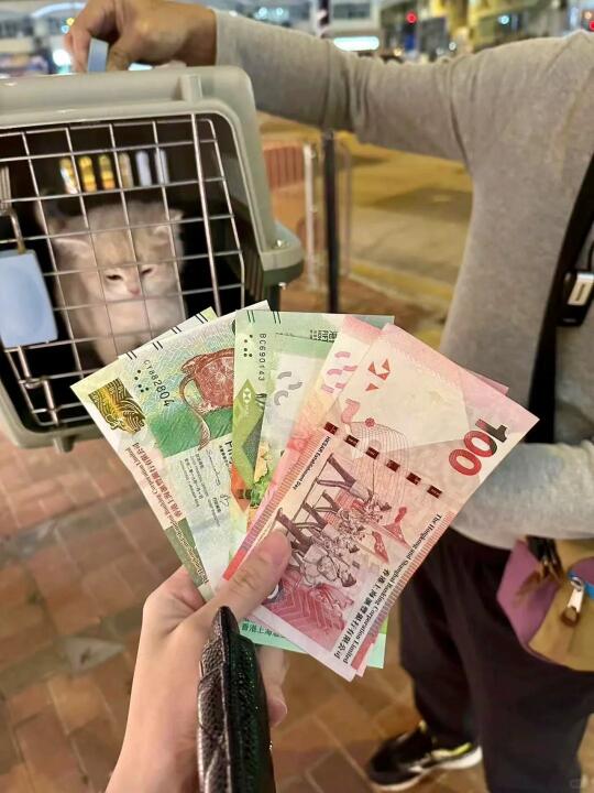 🇭🇰HK買貓💛情人節⋯說說心裡話吧🥹