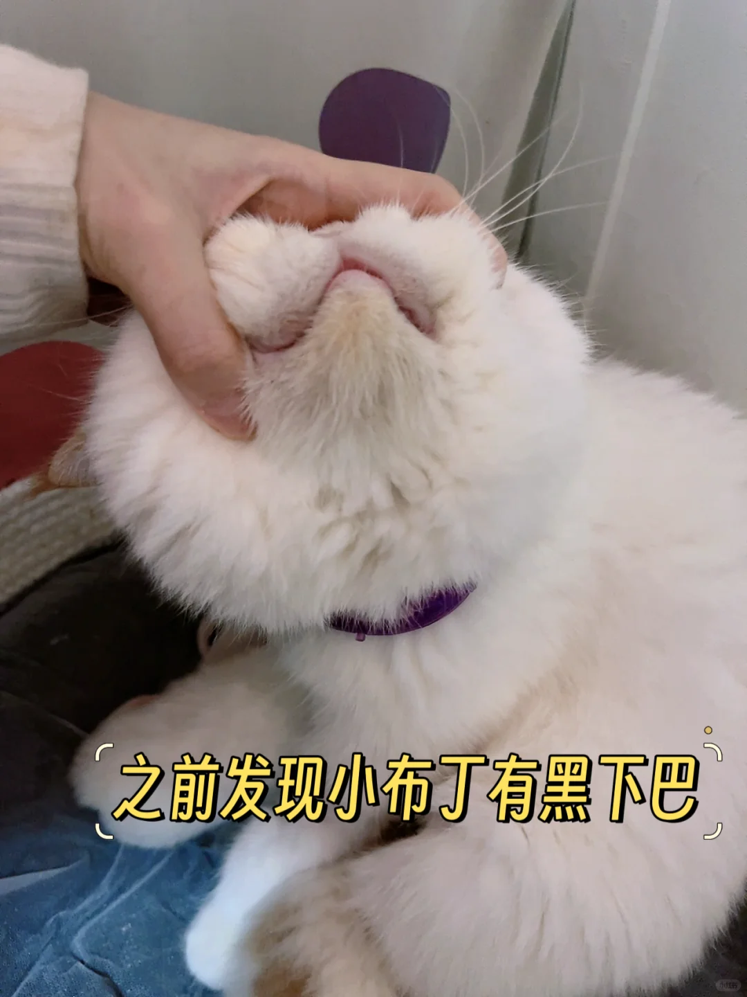 几块钱一次，猫咪黑下巴轻松上岸