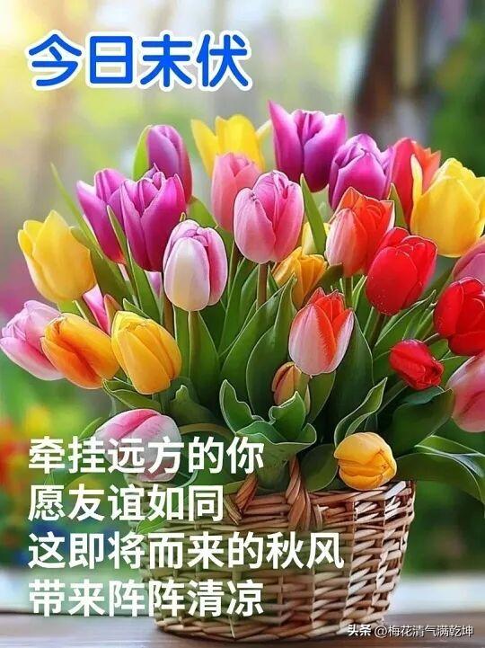 今日末伏，一篮五彩郁金香，秋风清凉伴你行。早安！