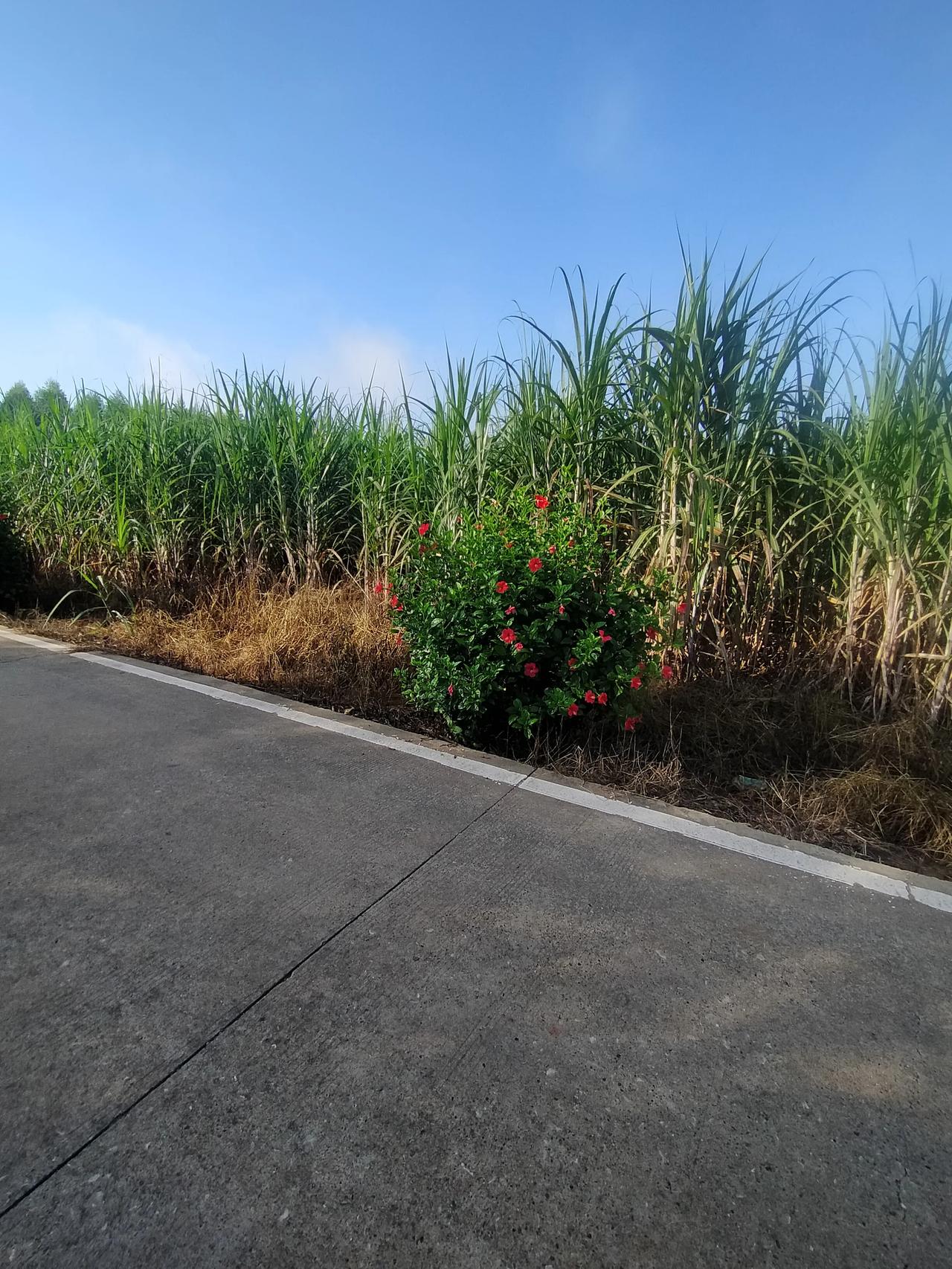 #十一假期怎么过#随着十一长假的临近，我决定今年继续遵循传统，选择在家中度过这个