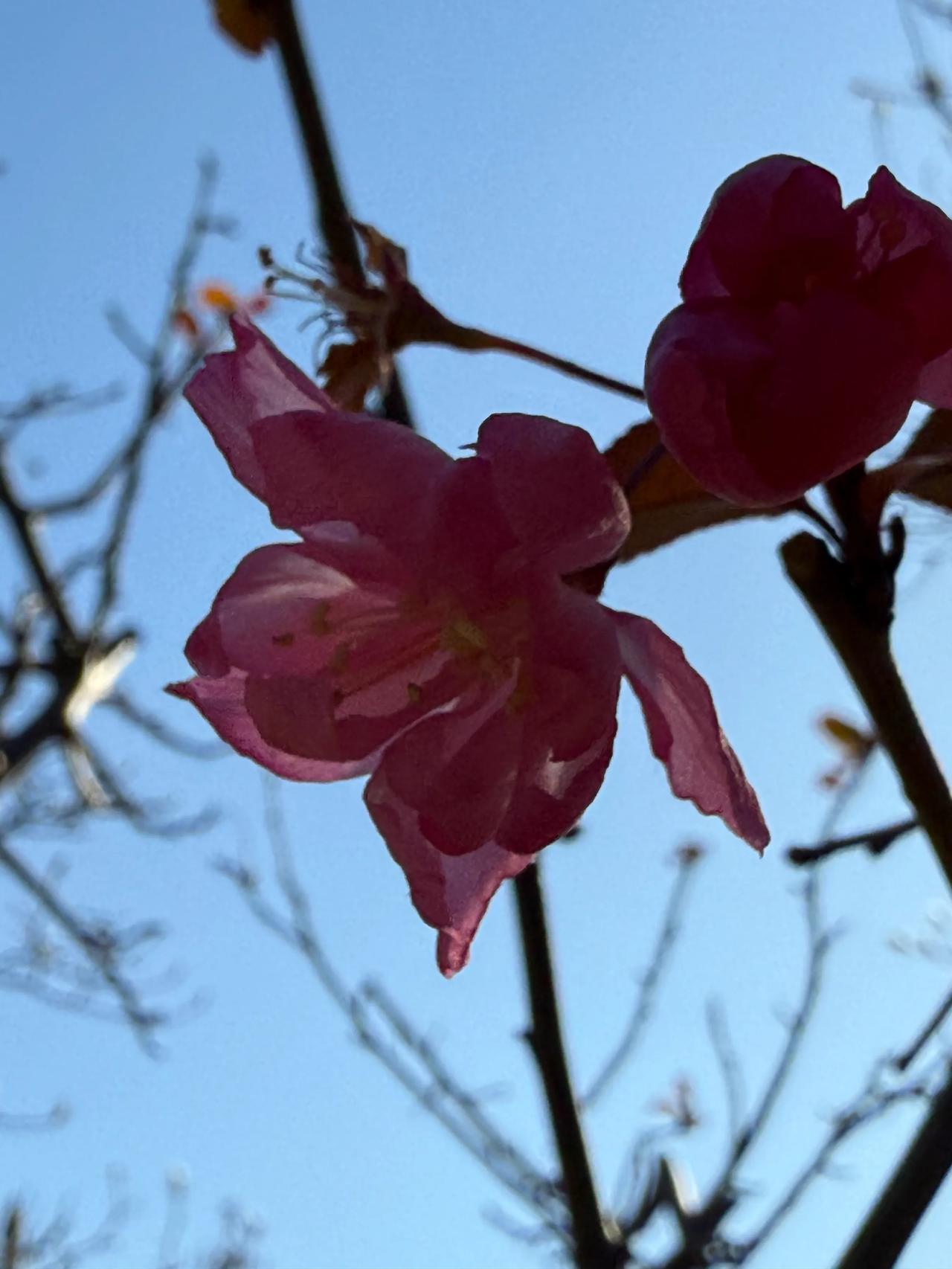 海棠花开