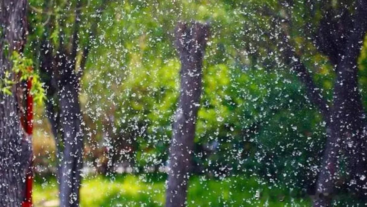 秋雨无心敲落叶，
春风有信扬飘絮。