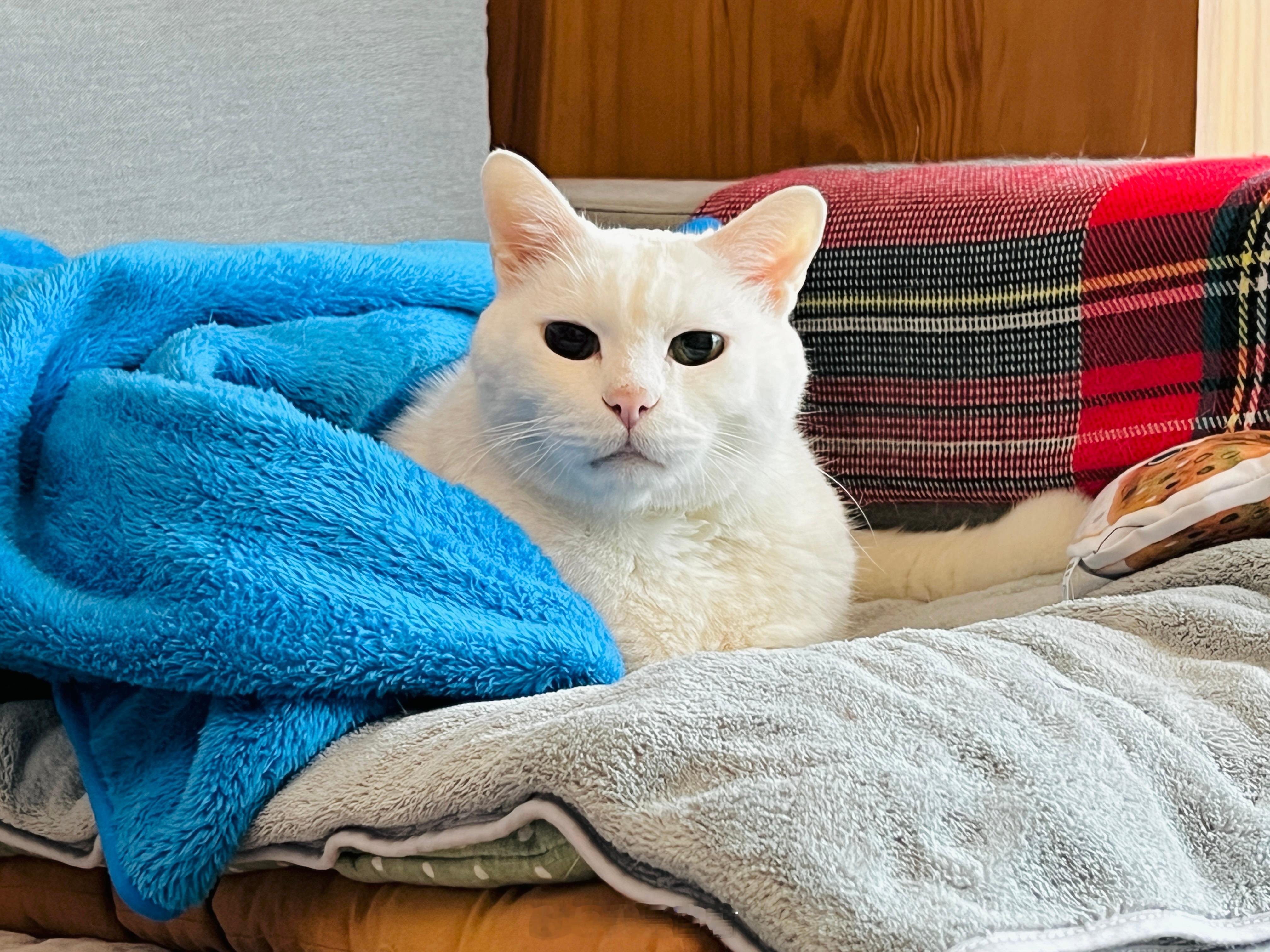 老寶要睡著惹～ 