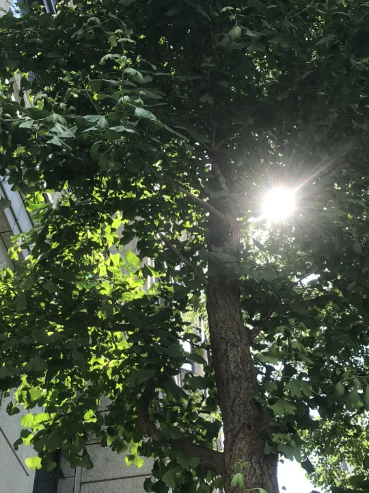 阳光在手指间