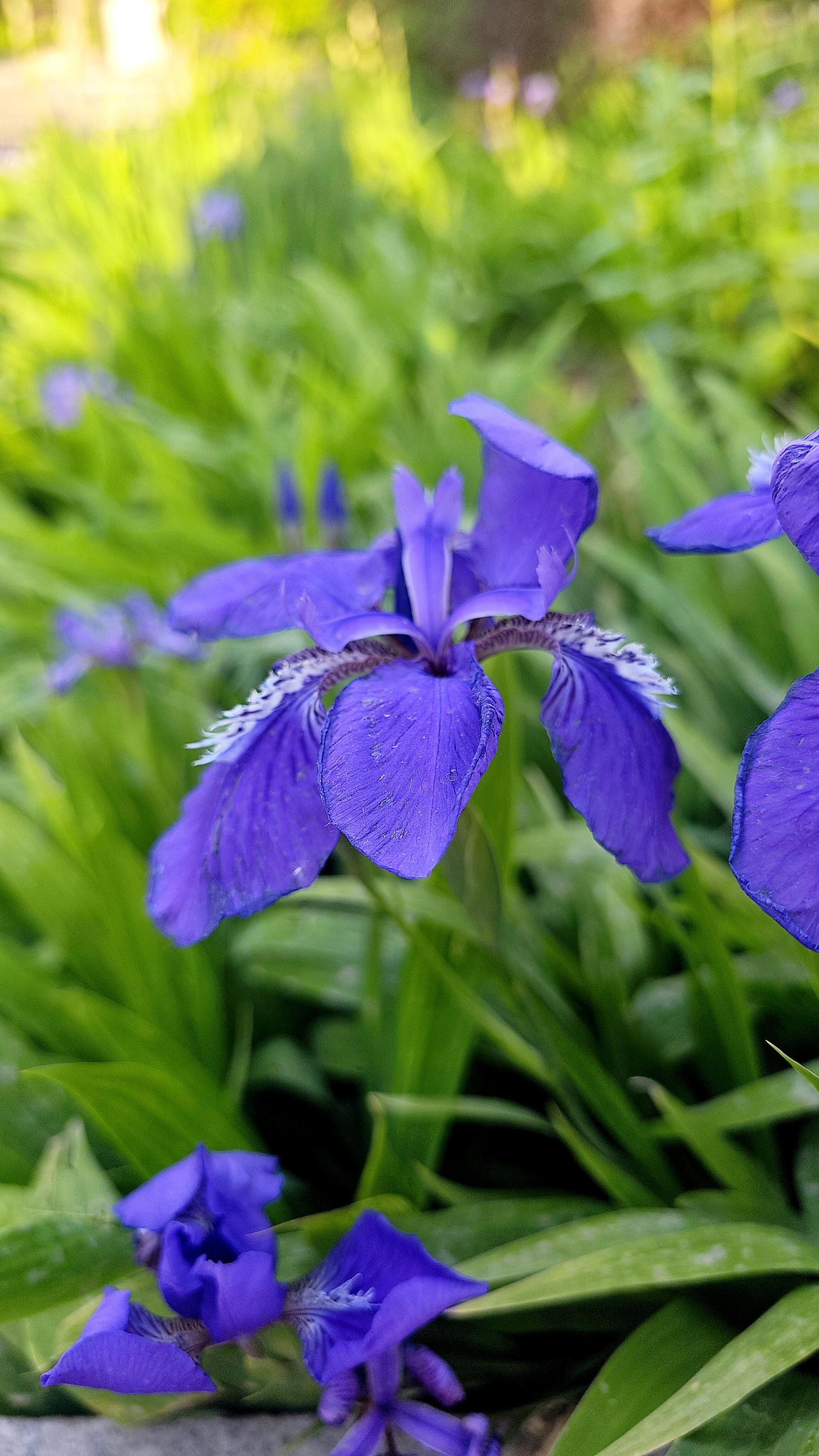 《紫色听者》
晨光初透时，鸢尾花是醒得最早的那一个。

露珠还挂在深紫的花瓣上，