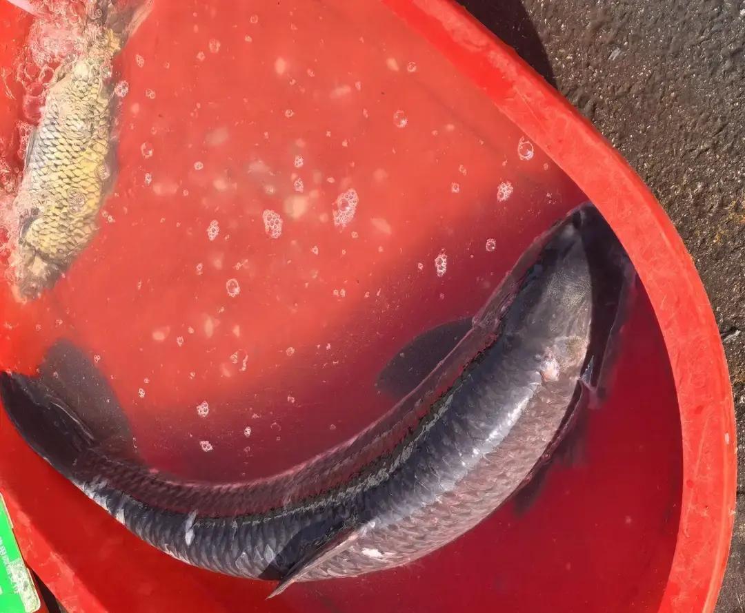 鱼线划破空气，戒指跟着饵沉了。
六克足金，八千块，结婚信物——咚，河底见了。
全