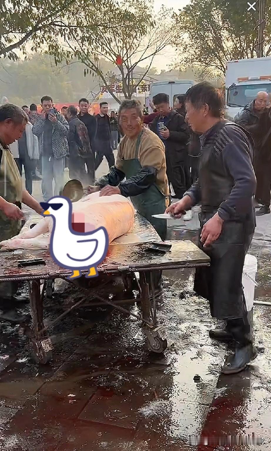 全国竟刮起“刨猪风”，跟风也太疯狂了！
 
呆呆妹家的刨猪菜明明早就收场了，可这