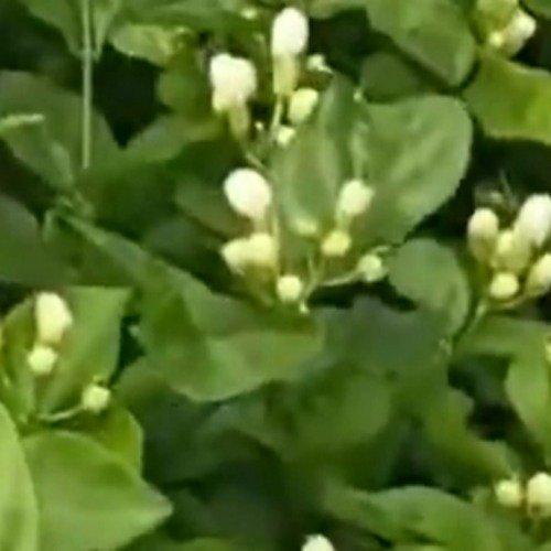 洪水退去横州茉莉花重新冒芽茉莉花开 西安·华严寺