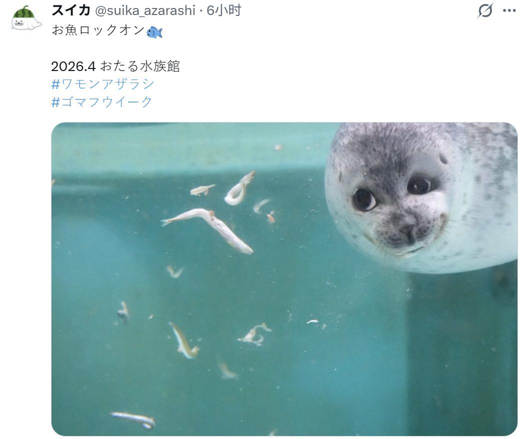 海豹 这位宝宝，你这眼神，是对伙食不太满意对吗？ 